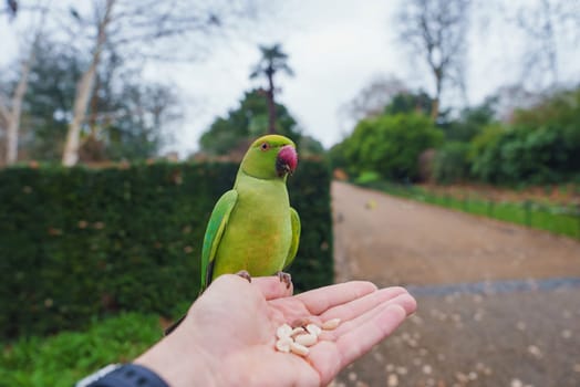 A vibrant green parakeet sits on a person's hand holding seeds, set against a pathway lined with hedges and bare trees in a London park during winter.
