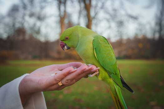 A vibrant green parakeet sits on an extended hand in a London park. Bare trees in the background suggest a winter setting, highlighting urban wildlife.