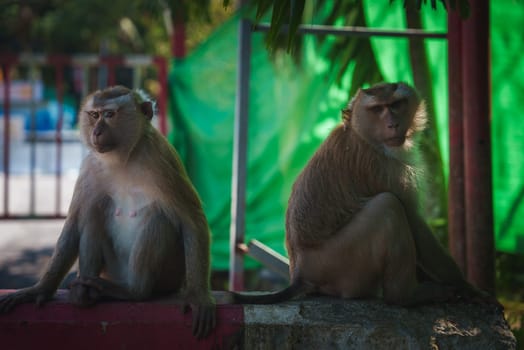 Two macaques sit on a low concrete wall with green fabric and red fencing in the background, surrounded by partial shade from nearby trees.