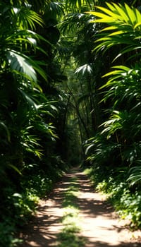 Tropical path in the forest with palm trees and sunlight