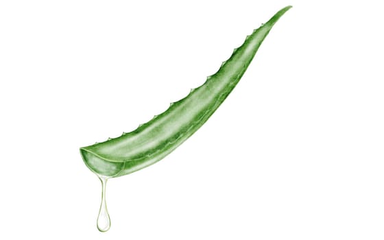 Aloe vera watercolor illustration. Green leaf of the plant with a falling drop of juice on a white background. Clip art botanical. Ideal for packaging cosmetics, posters of cosmetic clinics. Botanical succulent aloe. High quality photo