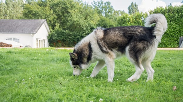 A young Siberian Husky strolls through a lush green lawn in a vibrant garden, searching for treats in the grass while enjoying the warm sunshine and beautiful summer day,