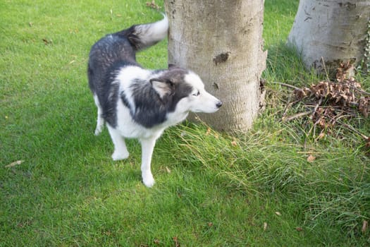 curious Siberian Husky sniffs the air at the foot of a tree in a green garden, looking for other dogs' markings and enjoying the beauty of nature on a bright sunny day.