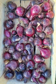 Fresh red onions in wooden crate: harvested organic produce displayed in natural setting.