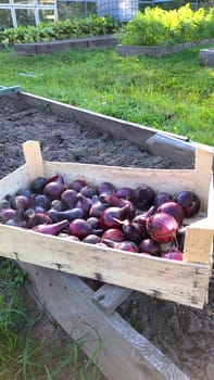 Fresh harvest of red onions in wooden crate at garden allotment.
