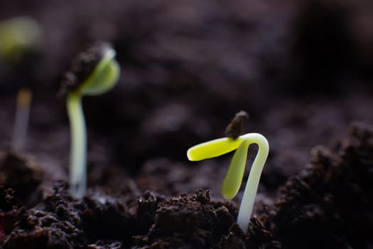 Macro view of germinating seeds on dark soil. Selectiv focus