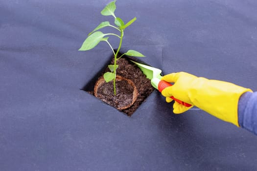 Step by step. Instructions for planting pepper seedlings on spunbond. Hands in yellow gloves bury a peat pot with pepper seedlings in the hole with earth. Step 8