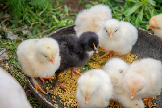 Group of newborn chicks pecking at grain in a metal bowl, enjoying their meal in a vibrant green grassy environment, creating a charming farmyard scene