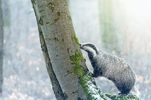European badger (Meles meles) sniffs at tree in winter. Horizontally.