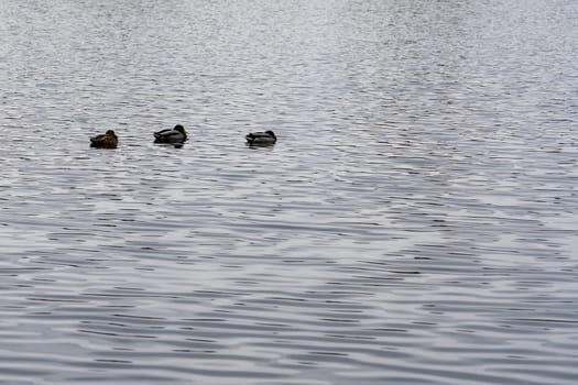 Three ducks glide effortlessly across the surface of a calm lake, creating ripples in the water. The atmosphere is peaceful, with overcast skies adding to the tranquility of the setting.