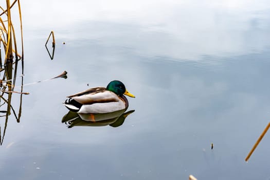 A mallard duck glides effortlessly on still water, surrounded by tall grass. The overcast sky reflects softly on the serene surface, creating a tranquil atmosphere.