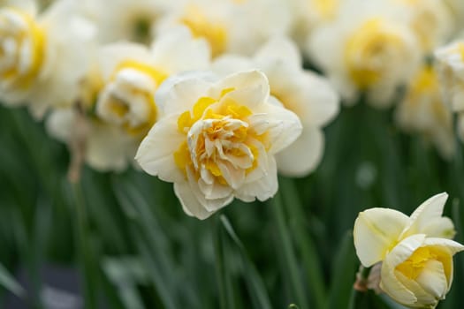 Close up of daffodils field Netherlands.