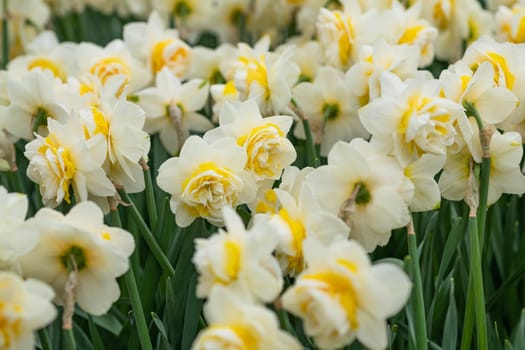 Close up of daffodils field Netherlands.