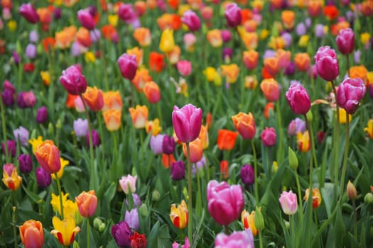 Multicolored tulip background in a park of Holland