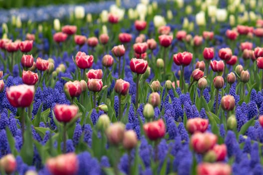 Purple hyacinths,pink tulips field Netherlands.