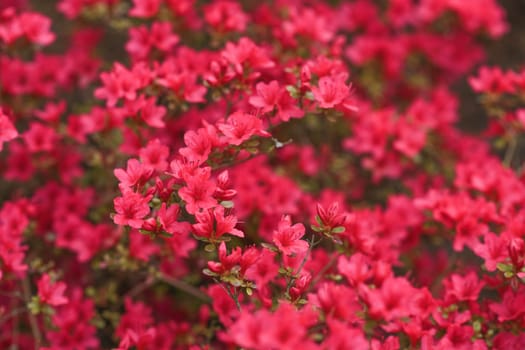 Pink saturated azalea flowers in the garden.
