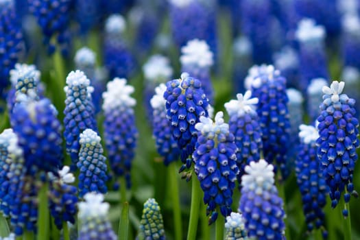 Blue muscari spring carpet Holland