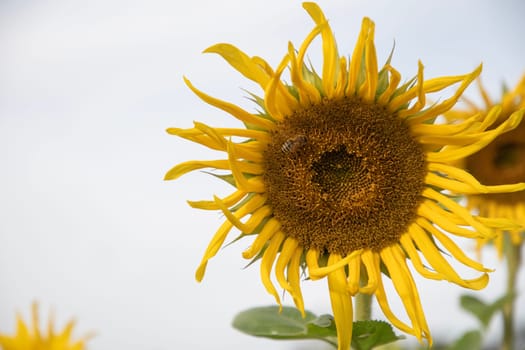 a honey bee pollinates a large, bright sunflower in a cultivated field, with a soft cloudy sky and other sunflowers creating a calm, natural scene,