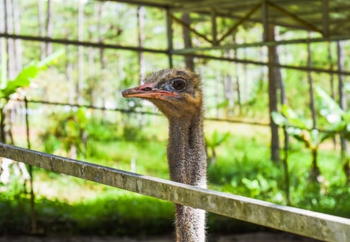 portrait of an ostrich peeking through a fence in vietnam at a farm