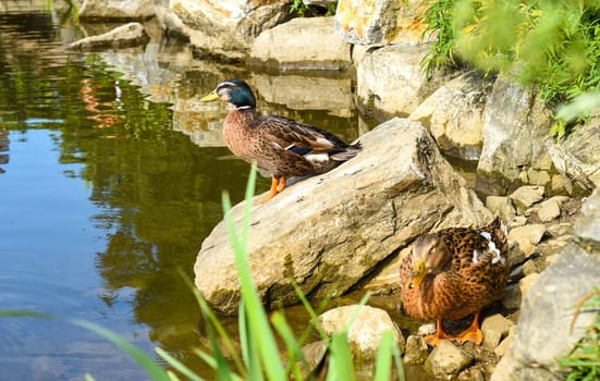 Mallard male duck resting ion a stone