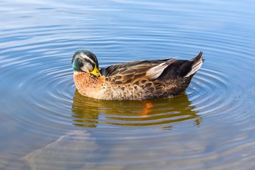 Mallard male duck resting in a pond