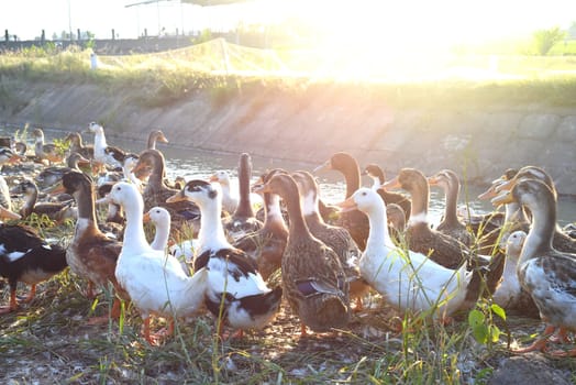 Group of ducks walking at sundown