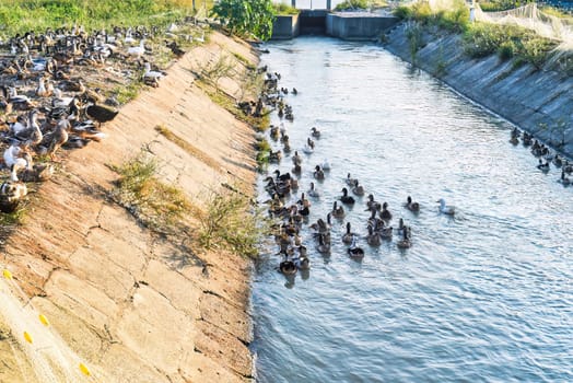 Group of ducks walking at sundown