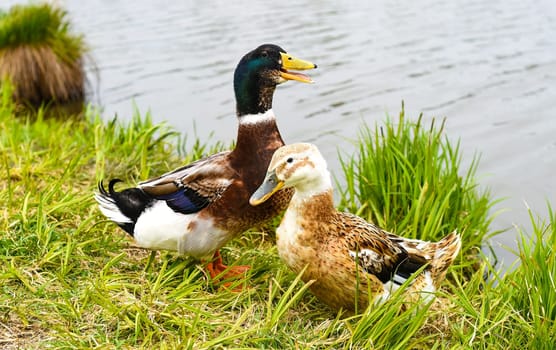 Mallard male and Mallard female ducks resting near a pond