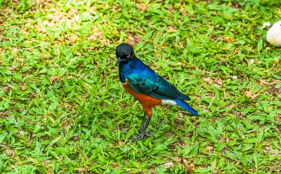 The superb starling (Lamprotornis superbus) on the grass in Kuala Lumpur, Malaysia