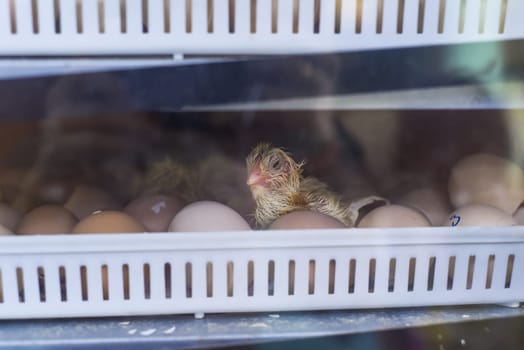 New born chick near eggshell in incubator