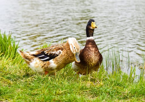 Mallard male and Mallard female ducks resting near a pond