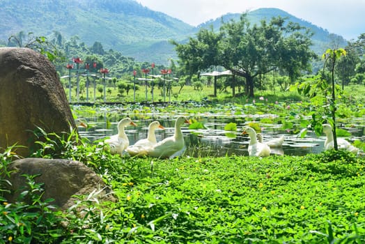 White ducks resting against lotuses lake in Vietnam on a sunny day