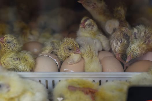 New born chick near eggshell in incubator