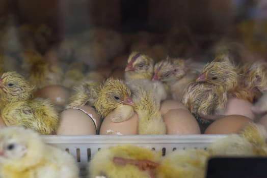 New born chick near eggshell in incubator