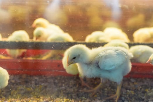 New born chick near eggshell in incubator
