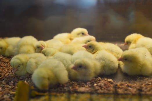 New born chick near eggshell in incubator