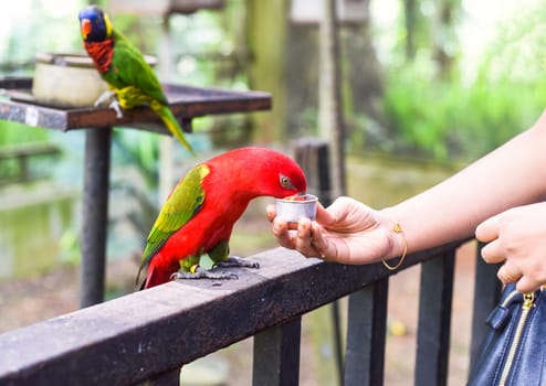 Chattering lory (Lorius garrulus) parrot drinking milk