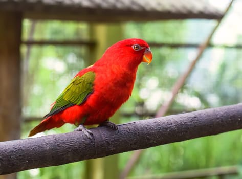 Chattering lory (Lorius garrulus) parrot sitting on branch