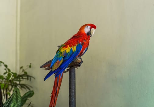Macaw parrot resting on a branch in Malaysia