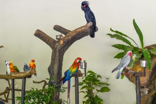 Many different parrots as Palm cockatoo,Galah, sun parakeet, Grey parrot sitting on branches
