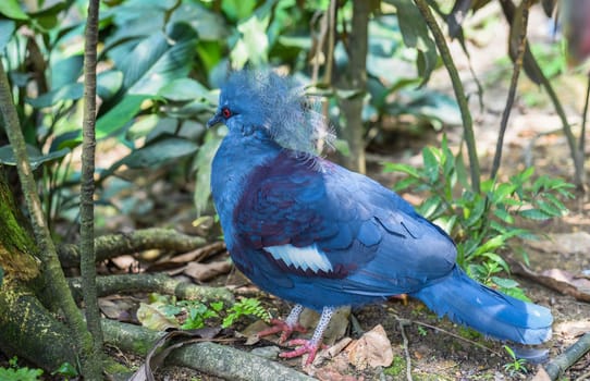 The western crowned pigeon (Goura cristata), also known as the common crowned pigeon or blue crowned pigeon in Kuala Lumpur, Malaysia