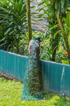 Peafowl or peacock resting and showing its tail in Malaysia, Kuala Lumpur