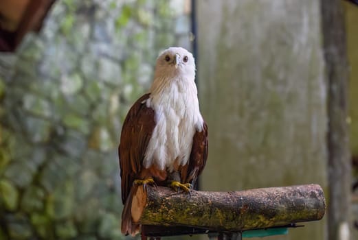 Brahminy kite (Haliastur indus), also known as the red-backed sea-eagle in Malaysia