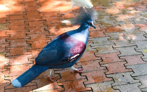 The western crowned pigeon (Goura cristata), also known as the common crowned pigeon or blue crowned pigeon in Kuala Lumpur, Malaysia