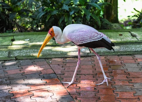 The yellow-billed stork (Mycteria ibis), sometimes also called the wood stork or wood ibis in Kuala Lumpur, Malaysia
