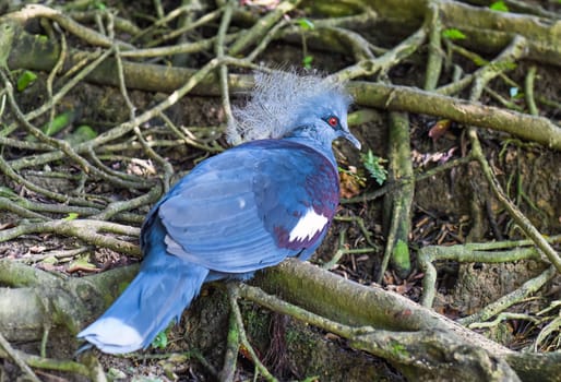 The western crowned pigeon (Goura cristata), also known as the common crowned pigeon or blue crowned pigeon in Kuala Lumpur, Malaysia