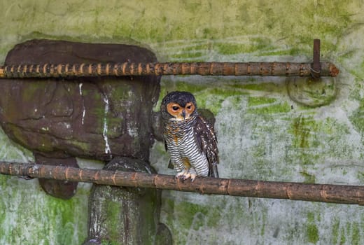 The spotted wood owl (Strix seloputo) sleeping on a tree