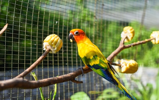 The sun conure (Aratinga solstitialis), also known as the sun parakeet parrot eating corn from the tree in Kuala Lumpur