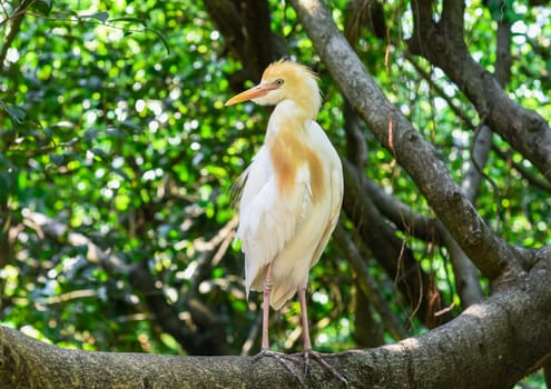 The cattle egret (Bubulcus ibis) outdoors in Kuala Lumpur, Malaysia