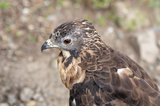 The crested honey buzzard (Pernis ptilorhynchus), also known as the Oriental, Asiatic, or Eastern honey buzzard